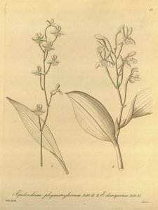 A Prosthechea varicosa illusztrációja (mint szin. Epidendrum phymatoglossum és Epidendrum chiriquense)